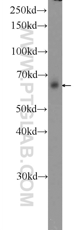 Western Blot (WB) analysis of HeLa cells using EMB Polyclonal antibody (13946-1-AP)