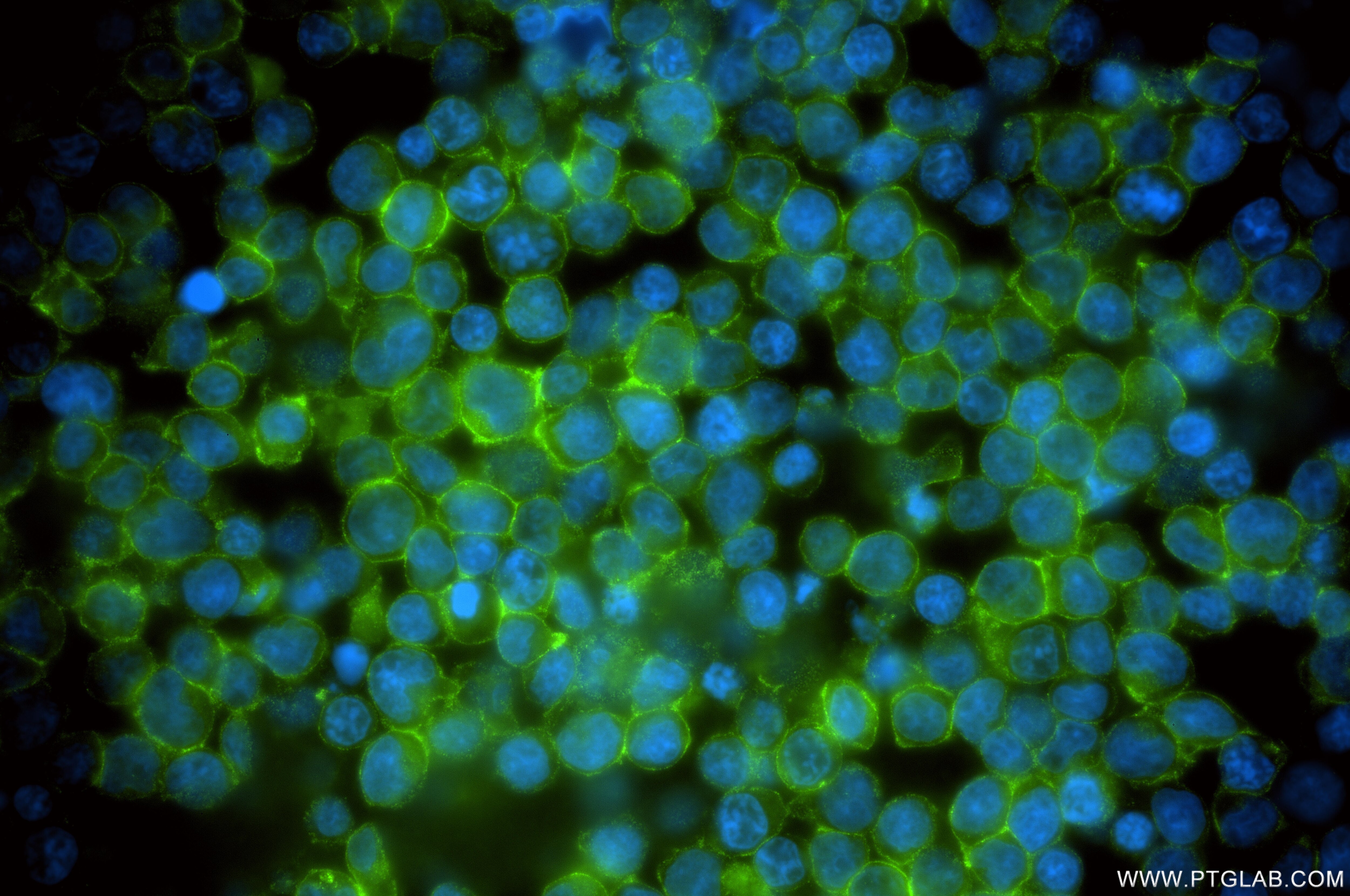 Immunofluorescent analysis of (4% PFA) fixed Jurkat cells using EMB antibody (86946-1-RR, Clone: 251953E3 ) at dilution of 1:200 and CoraLite®488-Conjugated Goat Anti-Rabbit IgG(H+L) (SA00013-2). This data was developed using the same antibody clone with 86946-1-PBS in a different storage buffer formulation. Immunofluorescence (IF) / fluorescent staining of Jurkat cells using EMB Recombinant monoclonal antibody (86946-1-RR)