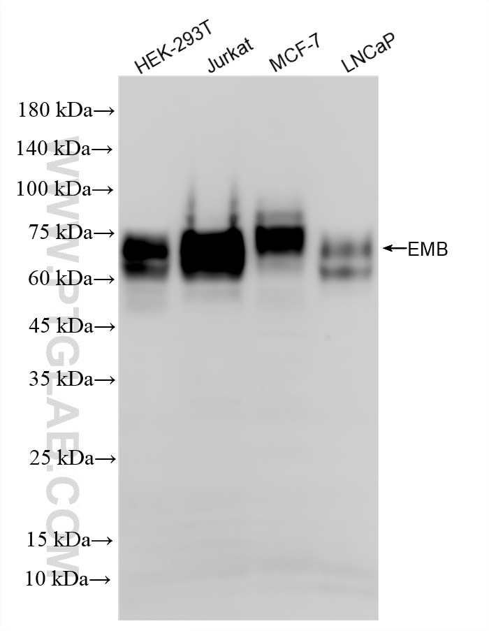 Various lysates were subjected to SDS PAGE followed by western blot with 86946-1-RR (EMB antibody) at dilution of 1:2000 incubated at room temperature for 1.5 hours. This data was developed using the same antibody clone with 86946-1-PBS in a different storage buffer formulation. Western Blot (WB) analysis of various lysates using EMB Recombinant monoclonal antibody (86946-1-RR)