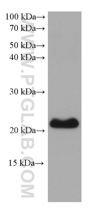 Western Blot (WB) analysis of various lysates using EMC7/C15orf24 Monoclonal antibody (68722-2-Ig)
