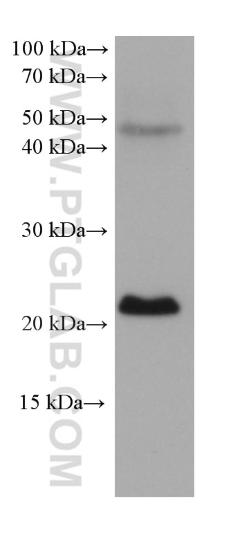 WB analysis of MCF-7 using 68722-2-Ig