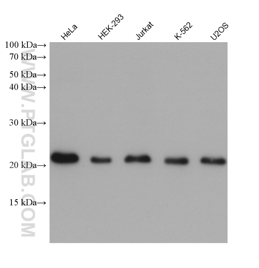 Western Blot (WB) analysis of various lysates using EMC7/C15orf24  (Human Specific)  Monoclonal antibo (68722-1-Ig)