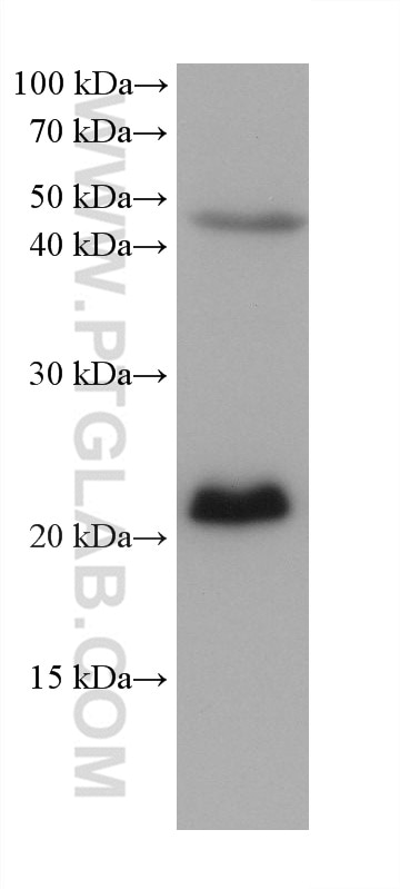 WB analysis of MCF-7 using 68722-1-Ig