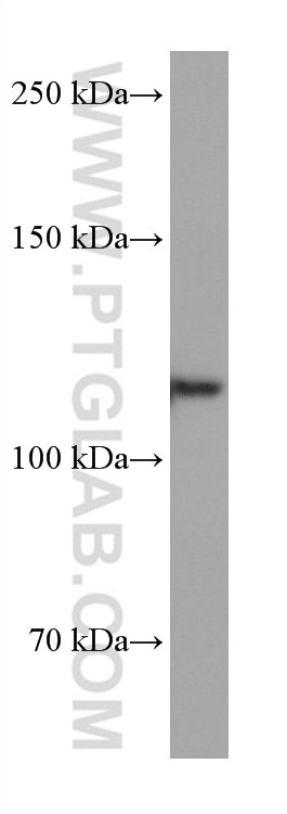 Western Blot (WB) analysis of bEnd.3 cells using EMCN Monoclonal antibody (67854-1-Ig)