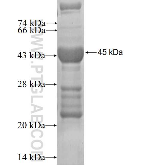 EMCN fusion protein Ag2396 SDS-PAGE