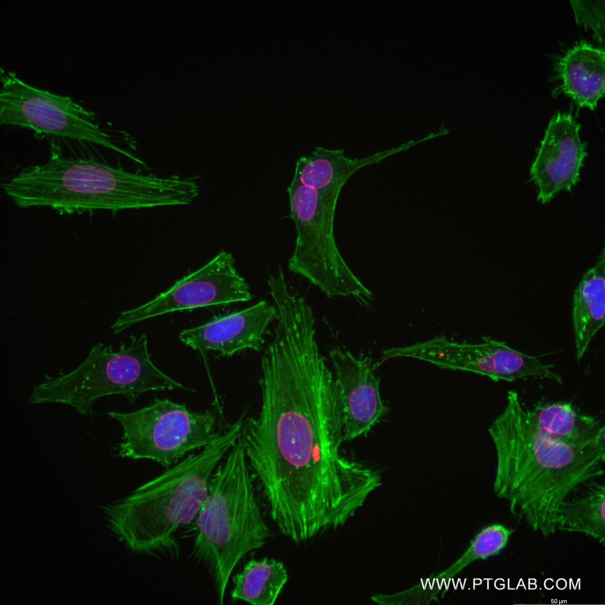 IF Staining of HeLa using 82888-1-RR