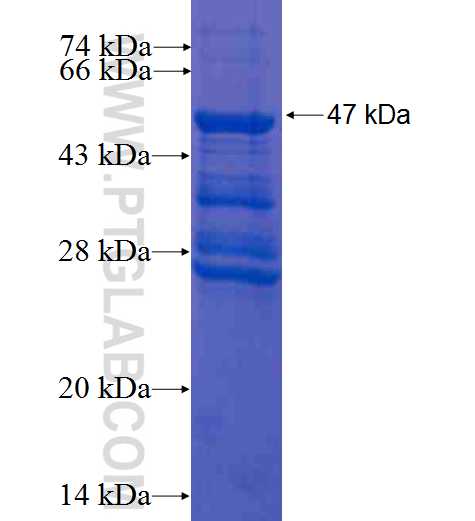 EMD fusion protein Ag0236 SDS-PAGE