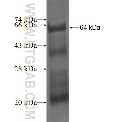 EME1 fusion protein Ag3580 SDS-PAGE