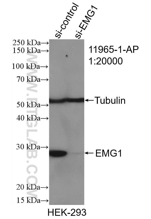 Western Blot (WB) analysis of HEK-293 cells using EMG1 Polyclonal antibody (11965-1-AP)