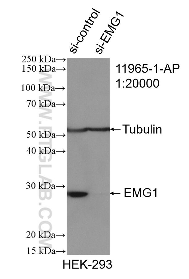 Western Blot (WB) analysis of HeLa cells using EMG1 Polyclonal antibody (11965-1-AP)