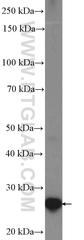 Western Blot (WB) analysis of HeLa cells using EMG1 Polyclonal antibody (11965-1-AP)