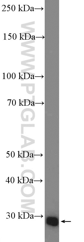 Western Blot (WB) analysis of PC-3 cells using EMG1 Polyclonal antibody (11965-1-AP)