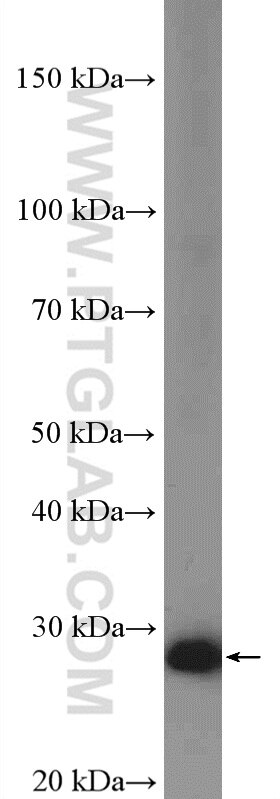 Western Blot (WB) analysis of HEK-293 cells using EMG1 Polyclonal antibody (11965-1-AP)