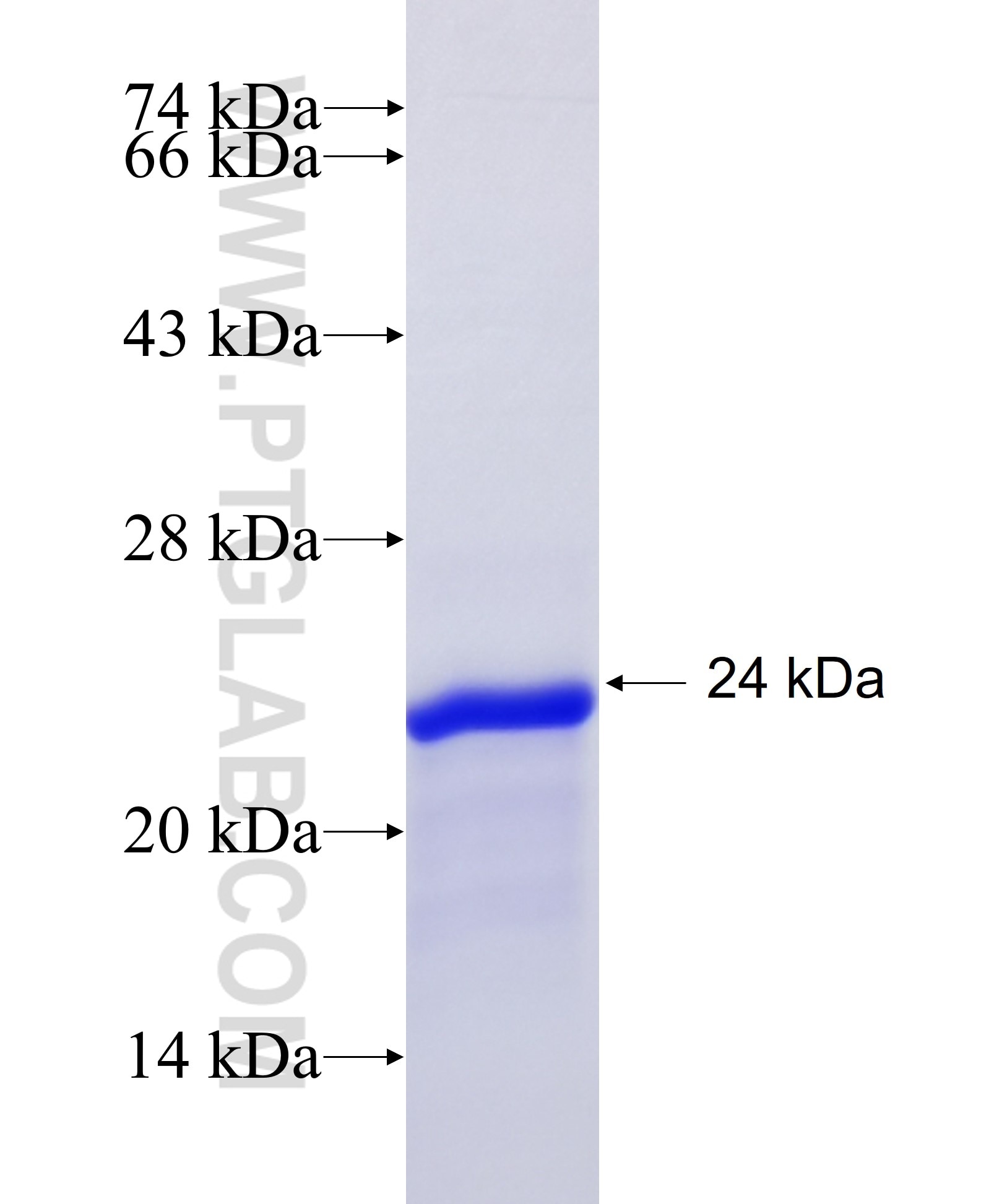 EMID1 fusion protein Ag26916 SDS-PAGE