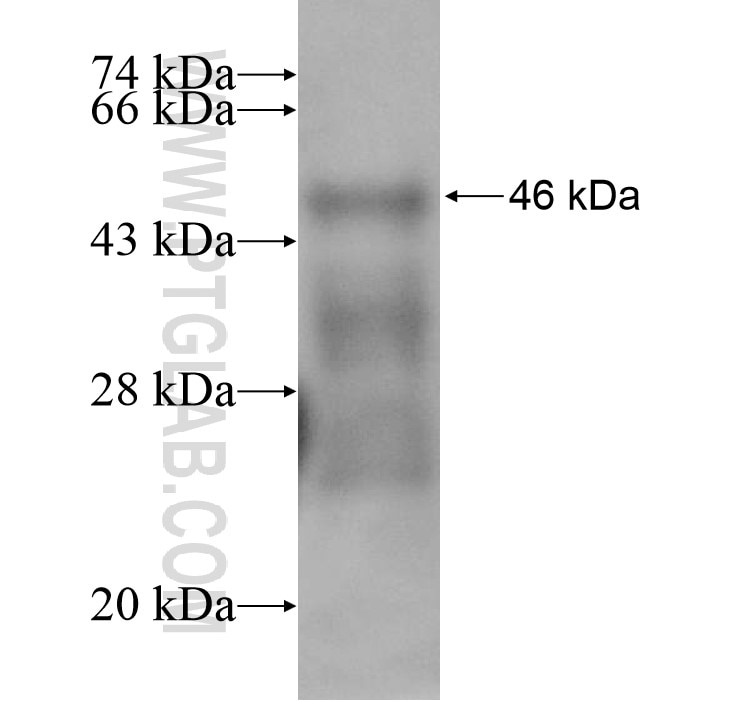 EMID2 fusion protein Ag15382 SDS-PAGE