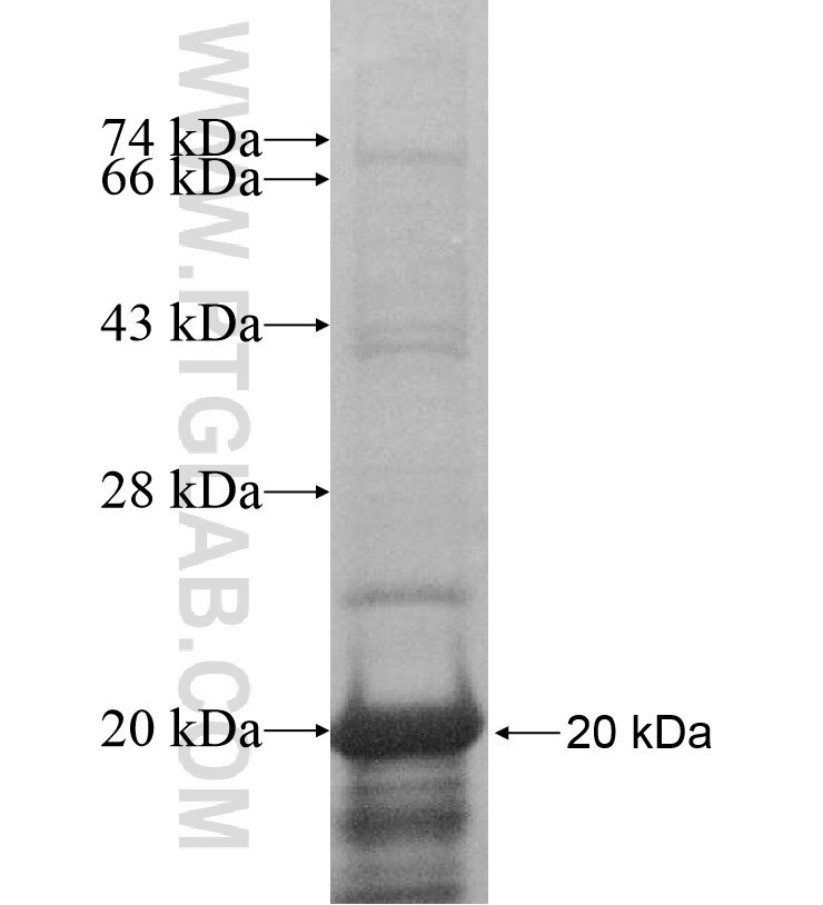 EMID2 fusion protein Ag16534 SDS-PAGE