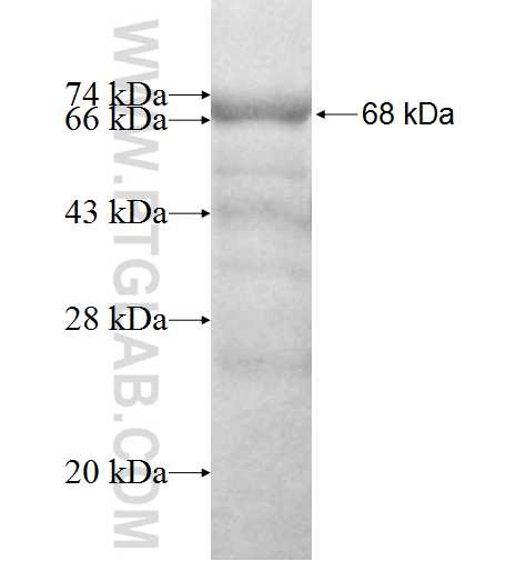 EMILIN1 fusion protein Ag1016 SDS-PAGE