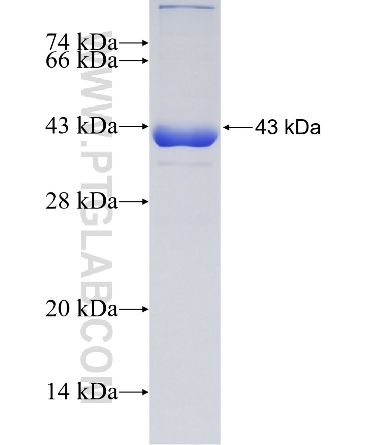 EMILIN1 fusion protein Ag16671 SDS-PAGE