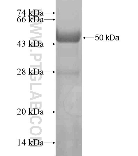 EMILIN2 fusion protein Ag20722 SDS-PAGE