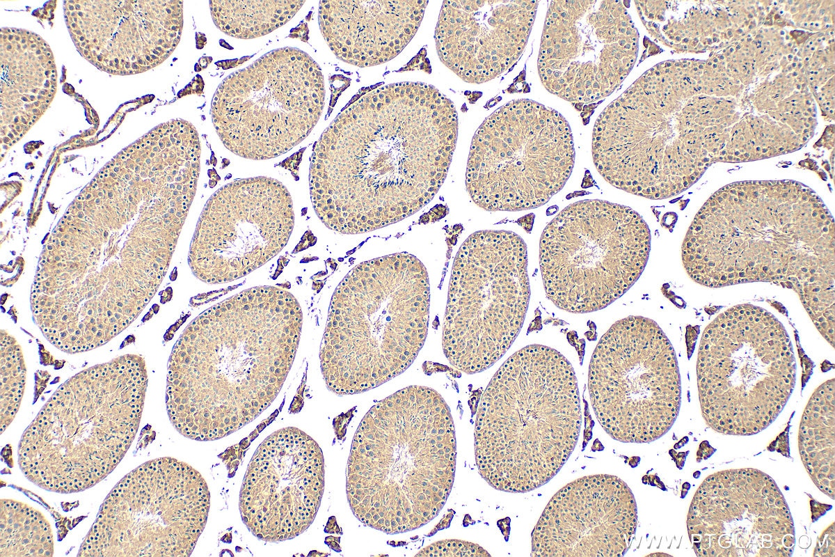 Immunohistochemical analysis of paraffin-embedded mouse testis tissue slide using 21308-1-AP (EMILIN3 antibody) at dilution of 1:200 (under 10x lens). Heat mediated antigen retrieval with Tris-EDTA buffer (pH 9.0). Immunohistochemistry (IHC) staining of mouse testis tissue using EMILIN3 Polyclonal antibody (21308-1-AP)
