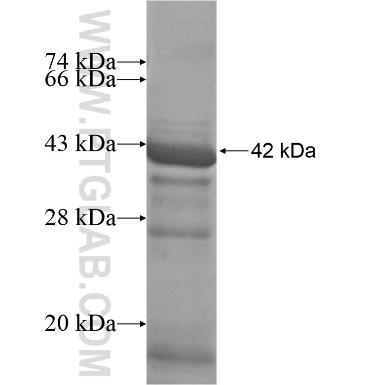 EMILIN3 fusion protein Ag16924 SDS-PAGE