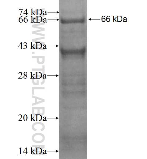 EML1 fusion protein Ag3429 SDS-PAGE