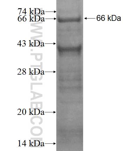 EML1 fusion protein Ag3429 SDS-PAGE