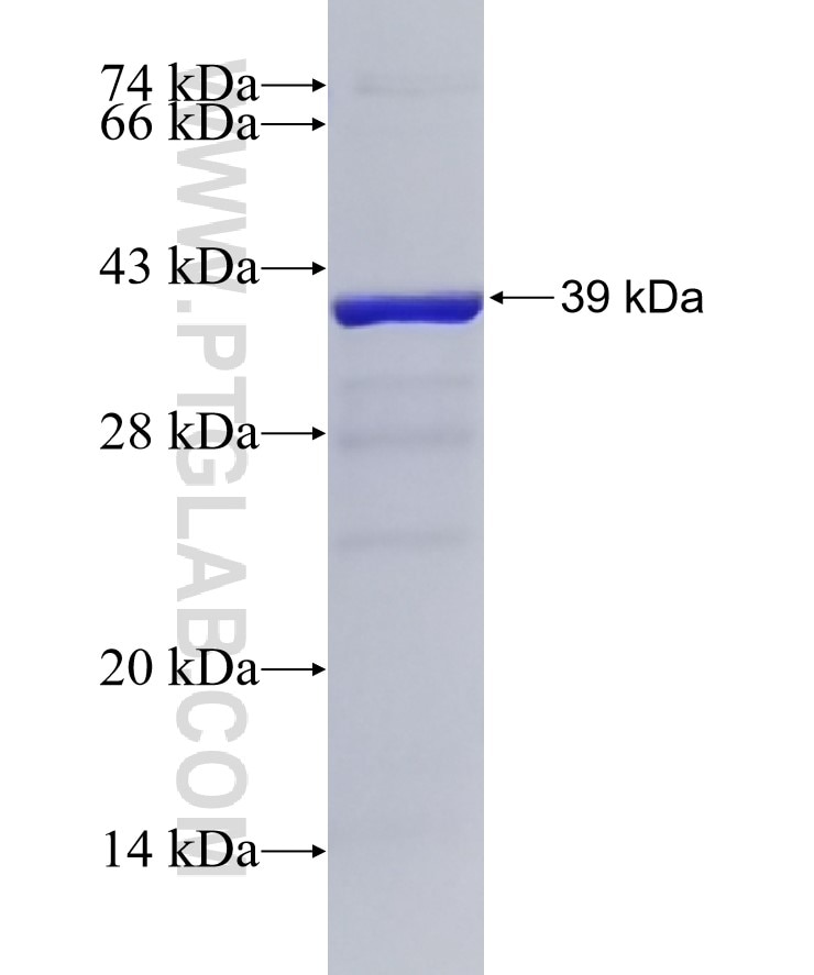 EMP1 fusion protein Ag6771 SDS-PAGE