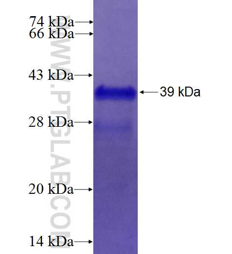 EMP2 fusion protein Ag27328 SDS-PAGE