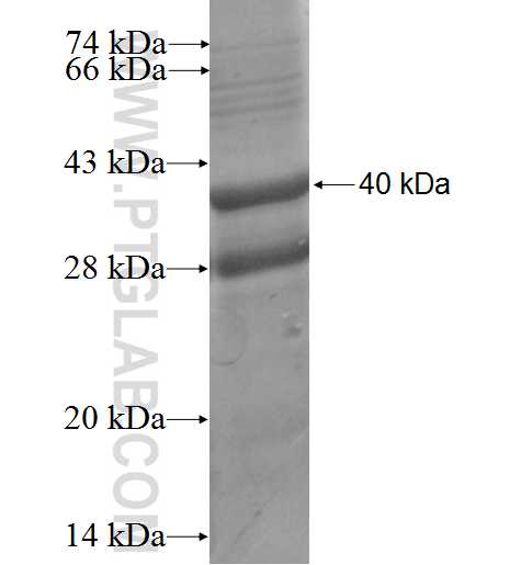 EMP3 fusion protein Ag3449 SDS-PAGE