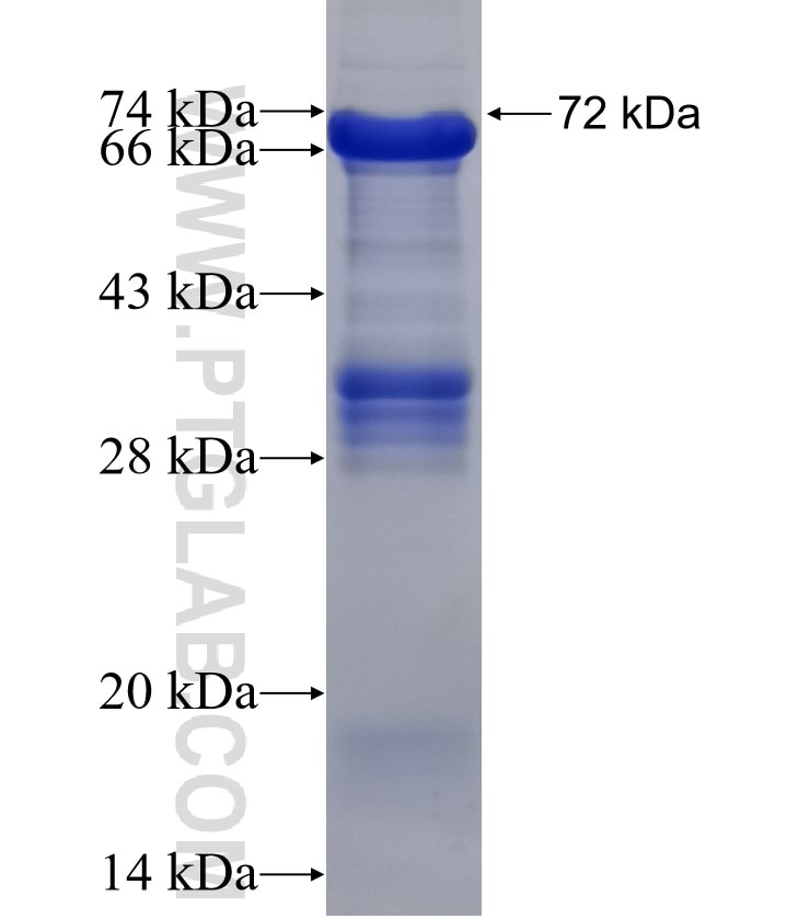 EMR1 fusion protein Ag5226 SDS-PAGE