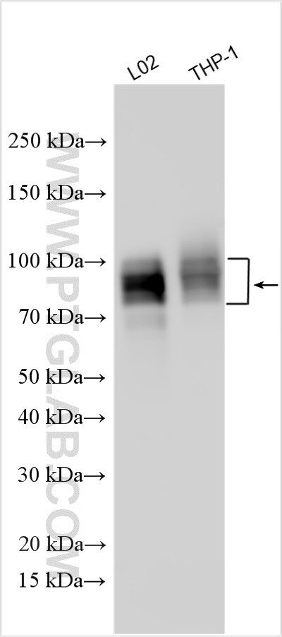 Western Blot (WB) analysis of various lysates using EMR2 Polyclonal antibody (32405-1-AP)