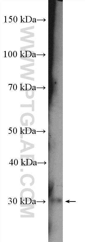 Western Blot (WB) analysis of mouse brain tissue using EMX1 Polyclonal antibody (55032-1-AP)