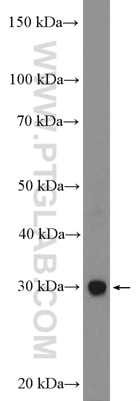 Western Blot (WB) analysis of mouse brain tissue using EMX1 Polyclonal antibody (55032-1-AP)