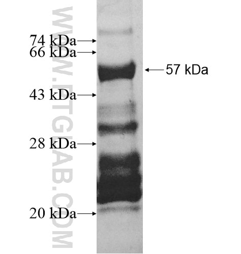 EMX1 fusion protein Ag13286 SDS-PAGE