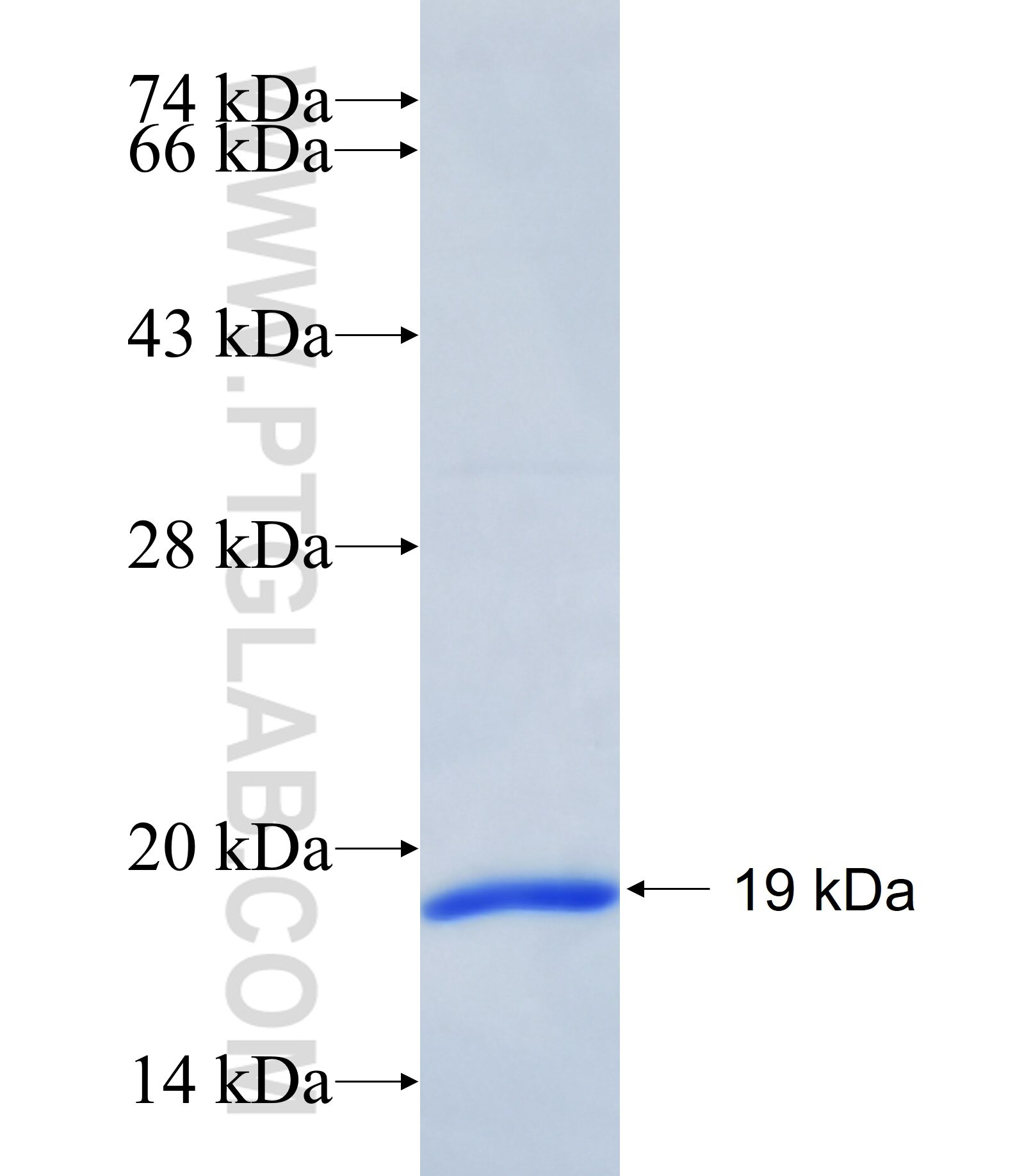 EMX2 fusion protein Ag38632 SDS-PAGE