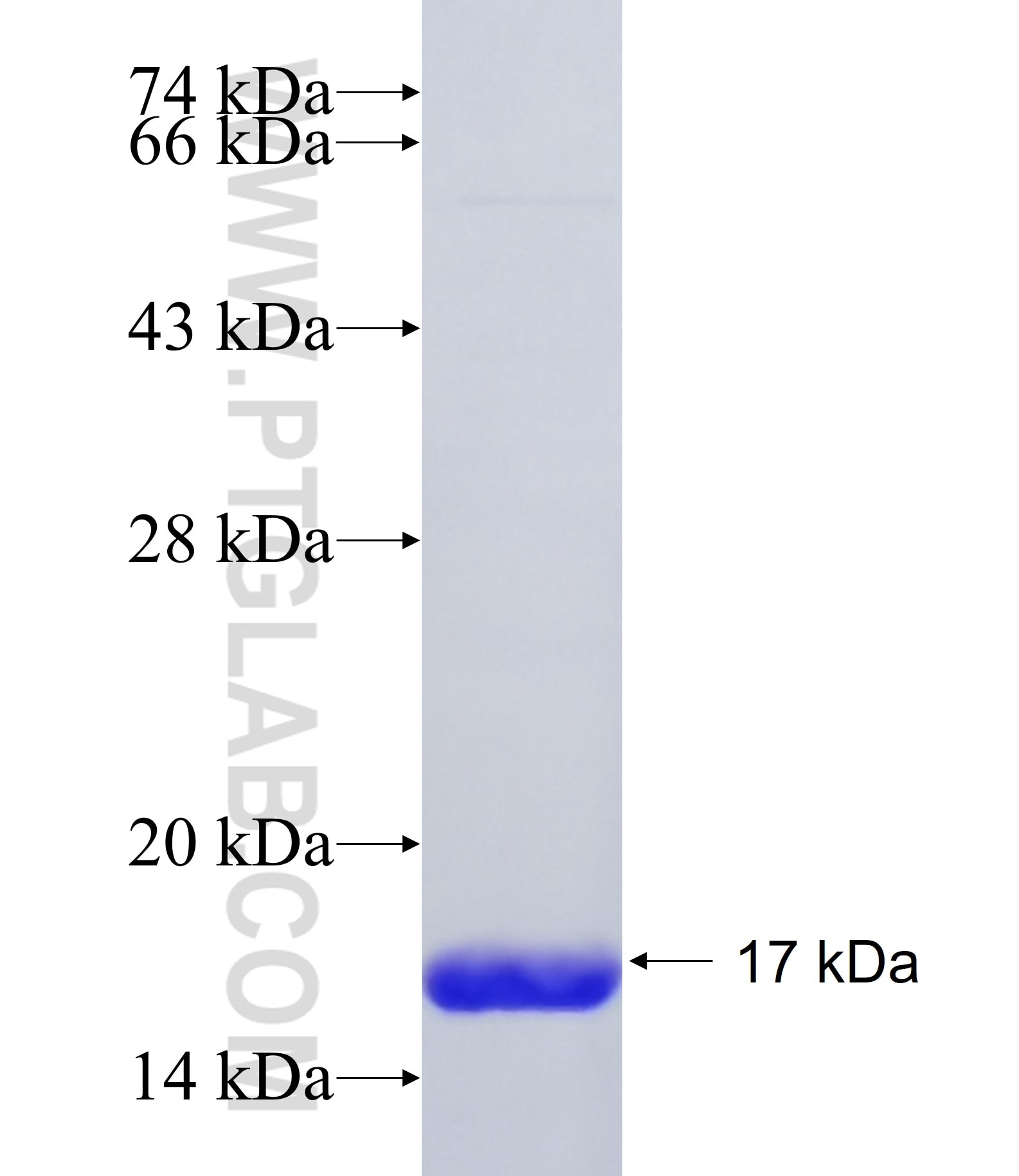 EN1 fusion protein Ag34937 SDS-PAGE