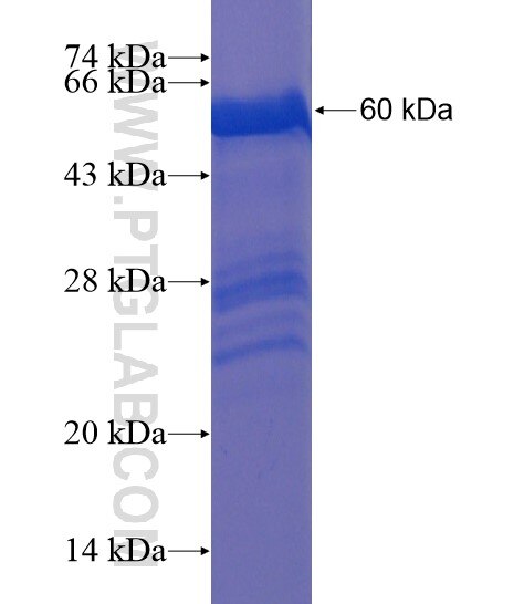 EN2 fusion protein Ag21854 SDS-PAGE