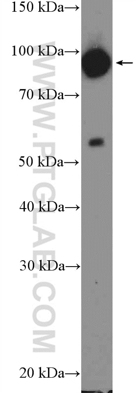 Western Blot (WB) analysis of MCF-7 cells using ENAH Polyclonal antibody (26421-1-AP)