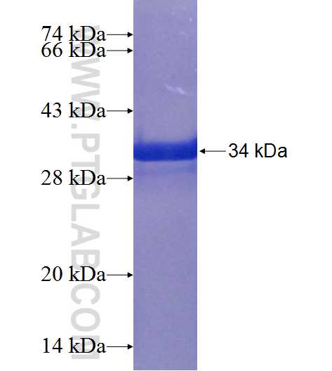 ENAH fusion protein Ag24200 SDS-PAGE