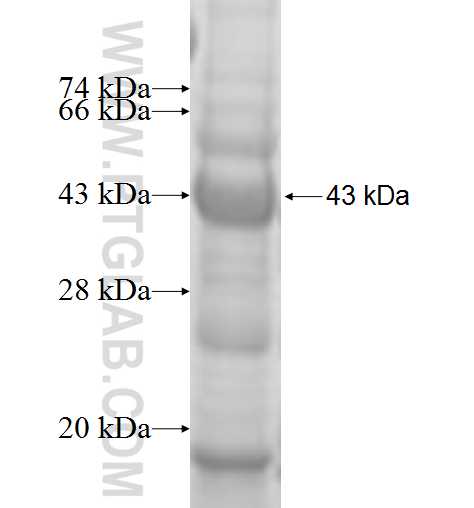 ENC1 fusion protein Ag6607 SDS-PAGE