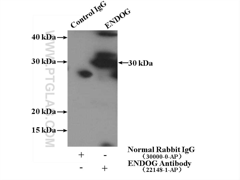 Immunoprecipitation (IP) experiment of mouse heart tissue using ENDOG Polyclonal antibody (22148-1-AP)