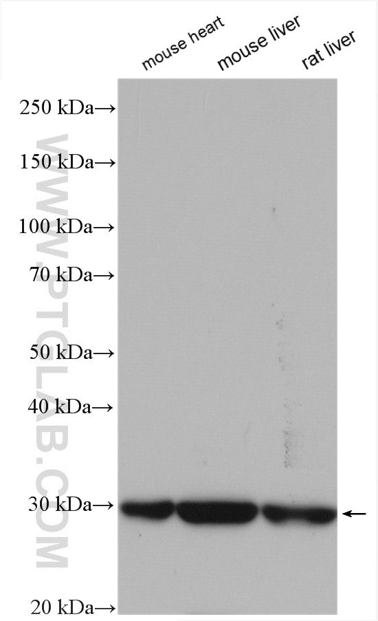 Western Blot (WB) analysis of various lysates using ENDOG Polyclonal antibody (22148-1-AP)