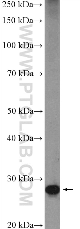 Western Blot (WB) analysis of mouse heart tissue using ENDOG Polyclonal antibody (22148-1-AP)