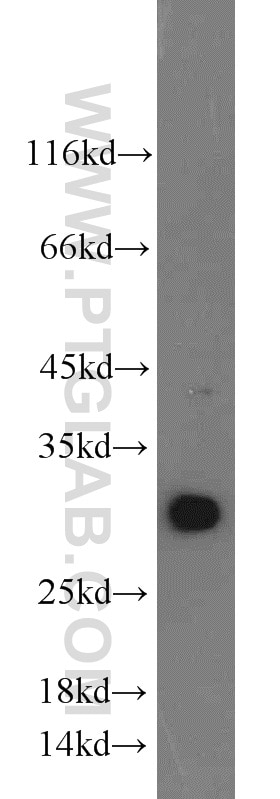 Western Blot (WB) analysis of mouse kidney tissue using ENDOG Polyclonal antibody (22148-1-AP)