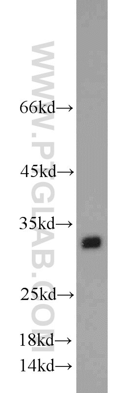 Western Blot (WB) analysis of mouse heart tissue using ENDOG Polyclonal antibody (22148-1-AP)