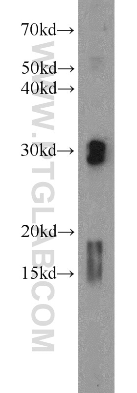 Western Blot (WB) analysis of mouse skeletal muscle tissue using ENDOG Polyclonal antibody (22148-1-AP)