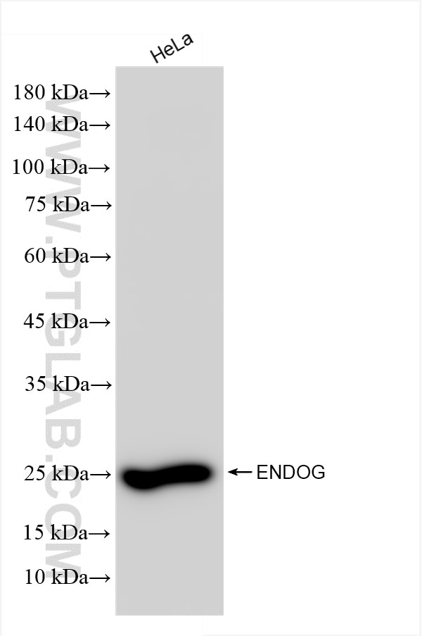 ENDOG