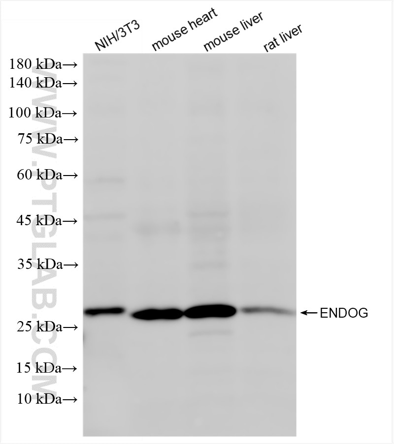 Western Blot (WB) analysis of various lysates using ENDOG Recombinant antibody (86122-1-RR)