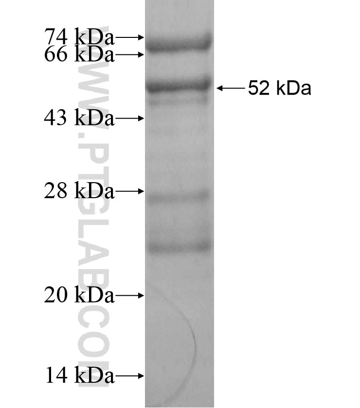 ENDOG fusion protein Ag17739 SDS-PAGE